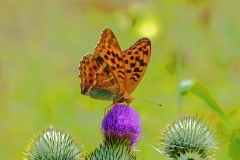 Dr.C.H.Bellinger: Heimischer Schmetterling Großer Perlmutterfalter