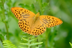 Dr.C.H.Bellinger: Heimischer Schmetterling Kaisermantel