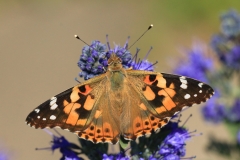 Dr.C.H.Bellinger: Heimischer Schmetterling Distelfalter