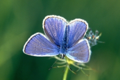 Dr.C.H.Bellinger: Heimischer Schmetterling