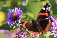 Dr.C.H.Bellinger: Heimischer Schmetterling Admiral