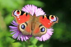 Dr.C.H.Bellinger: Heimischer Schmetterling Tagpfauenauge