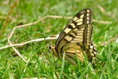 Dr.C.H.Bellinger: Heimischer Schmetterling Schwalbenschwanz