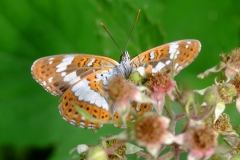 Dr.C.H.Bellinger: Heimischer Schmetterling Eisvogel