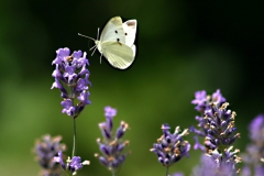 Dr.C.H.Bellinger: Heimischer Schmetterling