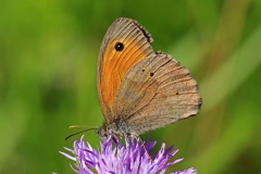 Dr.C.H.Bellinger: Heimischer Schmetterling  Ochsenauge