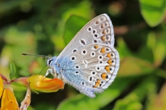 Dr.C.H.Bellinger: Heimischer Schmetterling Hauhechel-Bläuling