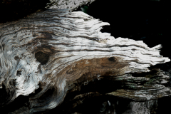 Christian Bochert: Naturgesichter