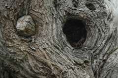 Christian Bochert: Naturgesichter