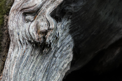 Christian Bochert: Naturgesichter