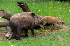 Heiner Ott Anholter Schweiz