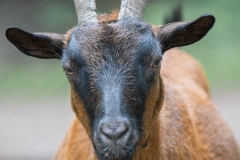 Heiner Ott Anholter Schweiz