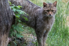 Heiner Ott Anholter Schweiz