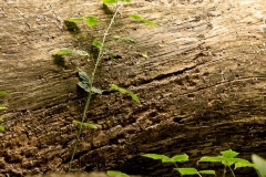 Urdenbacher Kämpe