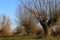 Cäcilie van Hagen Uedesheim