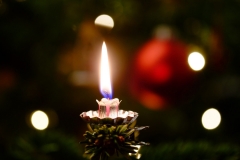 Platz 5 Monatsthema Januar O Tannenbaum: Dr.C.H. Bellinger