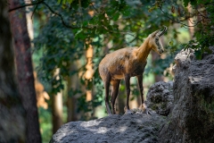 Franjo Hartmann Wildpark Gangelt