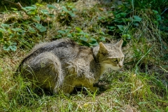 Franjo Hartmann Wildpark Gangelt