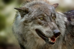 Franjo Hartmann Wildpark Gangelt