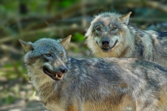 Franjo Hartmann Wildpark Gangelt