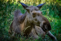 Franjo Hartmann Wildpark Gangelt
