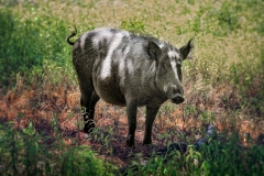 Franjo Hartmann Wildpark Gangelt