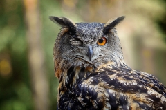 Franjo Hartmann Wildpark Gangelt