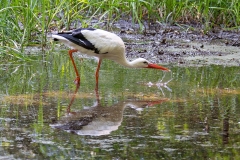 Heiner Ott Wildpark Gangelt