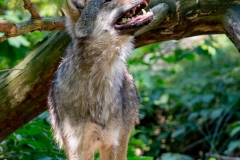 Heiner Ott Wildpark Gangelt