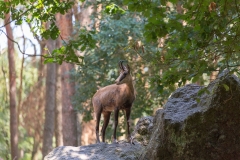 Heiner Ott Wildpark Gangelt