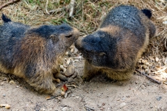 Heiner Ott Wildpark Gangelt