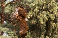 Heiner Ott Wildpark Gangelt