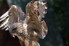 Heiner Ott Wildpark Gangelt