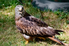 Heiner Ott Wildpark Gangelt