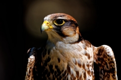 Markus Peters Wildpark Gangelt