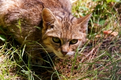 Markus Peters Wildpark Gangelt