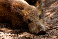 Markus Peters Wildpark Gangelt