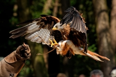 Markus Peters Wildpark Gangelt