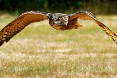 Markus Peters Wildpark Gangelt