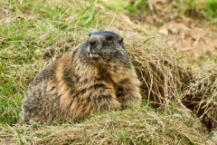 Hermann Josef Rottländer Wildpark Gangelt
