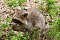 Hermann Josef Rottländer Wildpark Gangelt