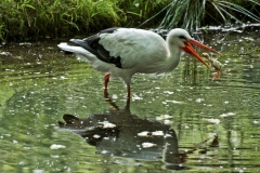 Hermann Josef Rottländer Wildpark Gangelt