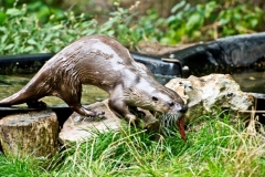 Hermann Josef Rottländer Wildpark Gangelt