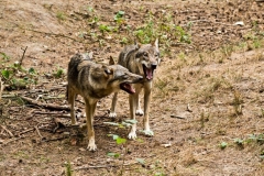 Hermann Josef Rottländer Wildpark Gangelt