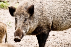 Hermann Josef Rottländer Wildpark Gangelt