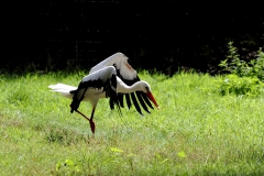 Gerald Stöfer Wildpark Gangelt