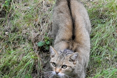 Gerald Stöfer Wildpark Gangelt