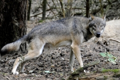 Gerald Stöfer Wildpark Gangelt