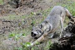 Gerald Stöfer Wildpark Gangelt