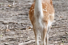 Ingeborg Stöfer Wildpark Gangelt